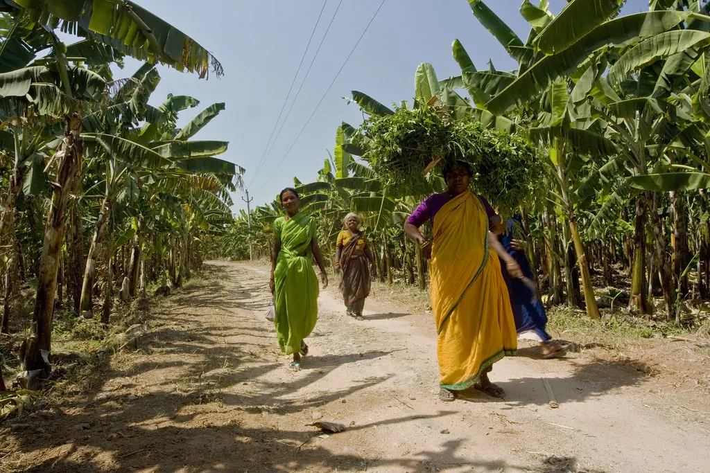 Banana plantation in India