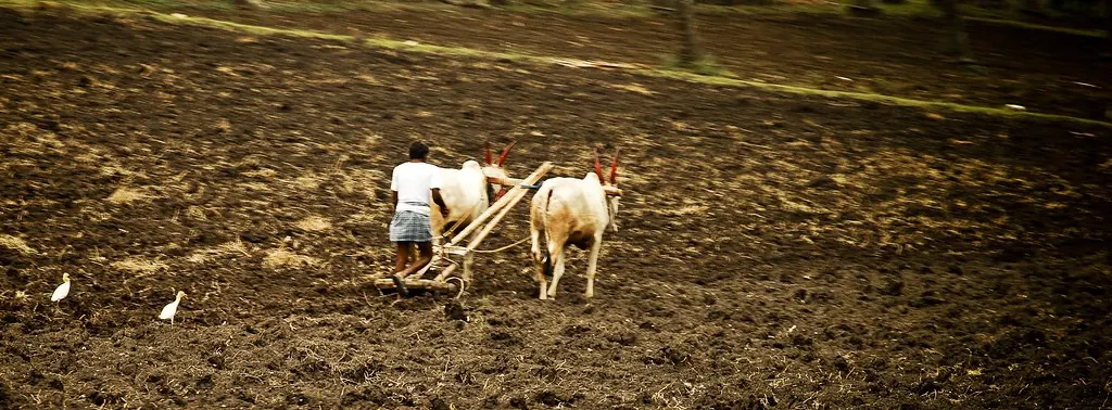 Farmer ploughing a field with bullocks in India