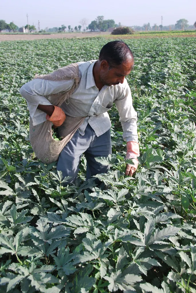 Indian farmer in a crop field
