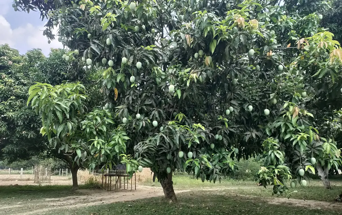 Mango orchard in Bihar, India