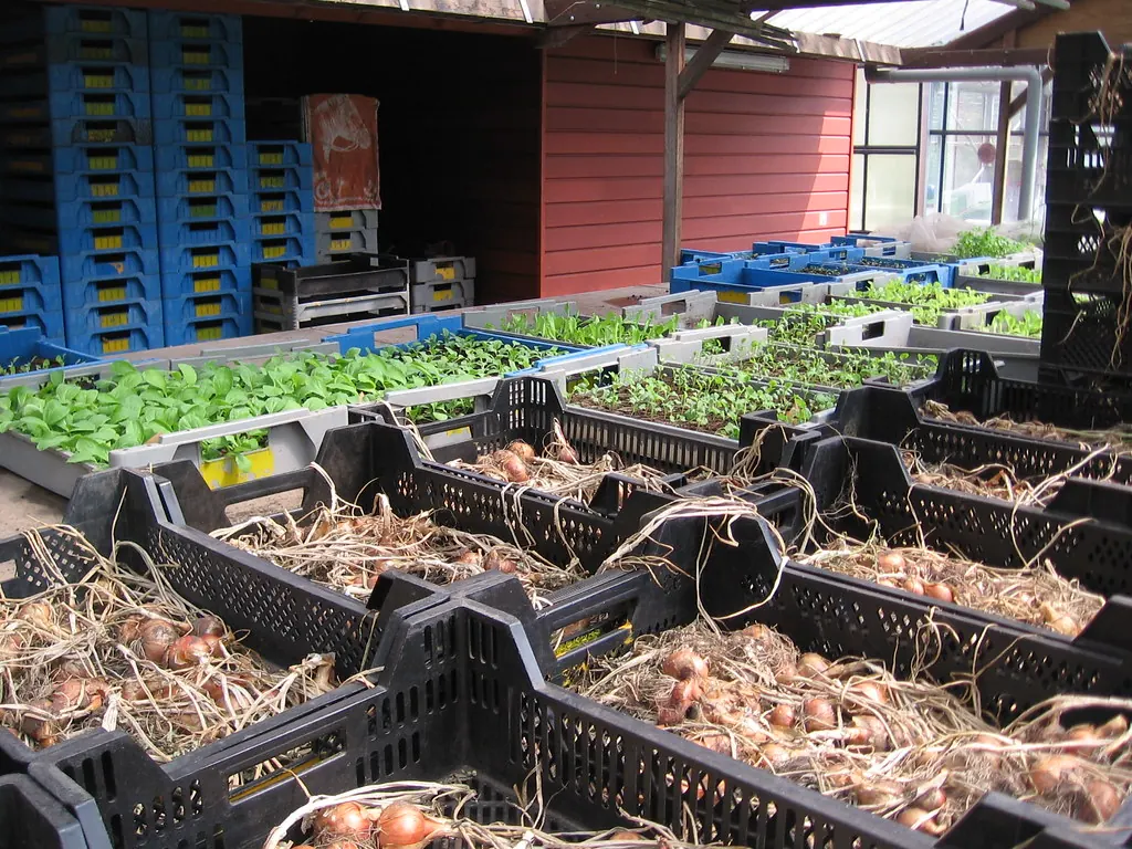 Crates of freshly harvested onions